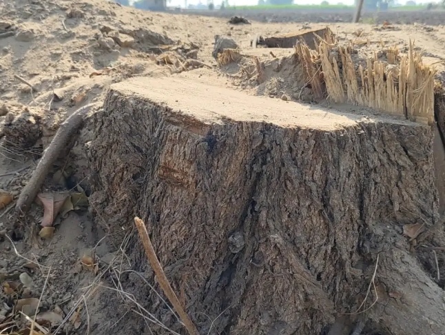 https://samacharpunjab.com/public/uploads/images/newsimages/samacharpunjab04062026_122329_6a2120e9cf246.jpg